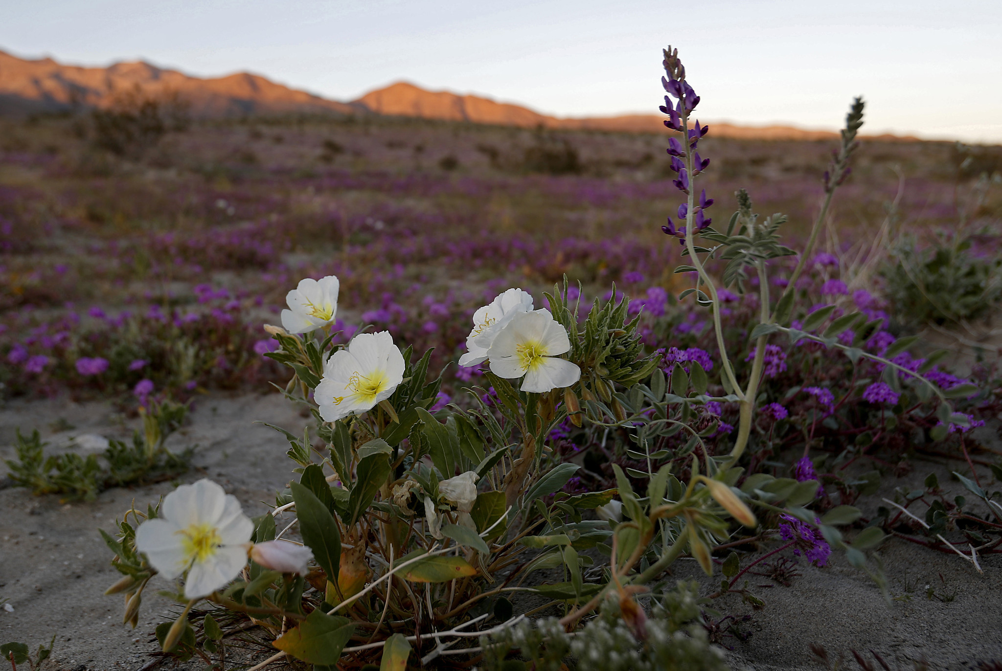 BORREGO SPRINGS, CALIF. - MAR. 13, 2019. Wildflowers bloom near the Mile 31 marker of Highway S-22 i