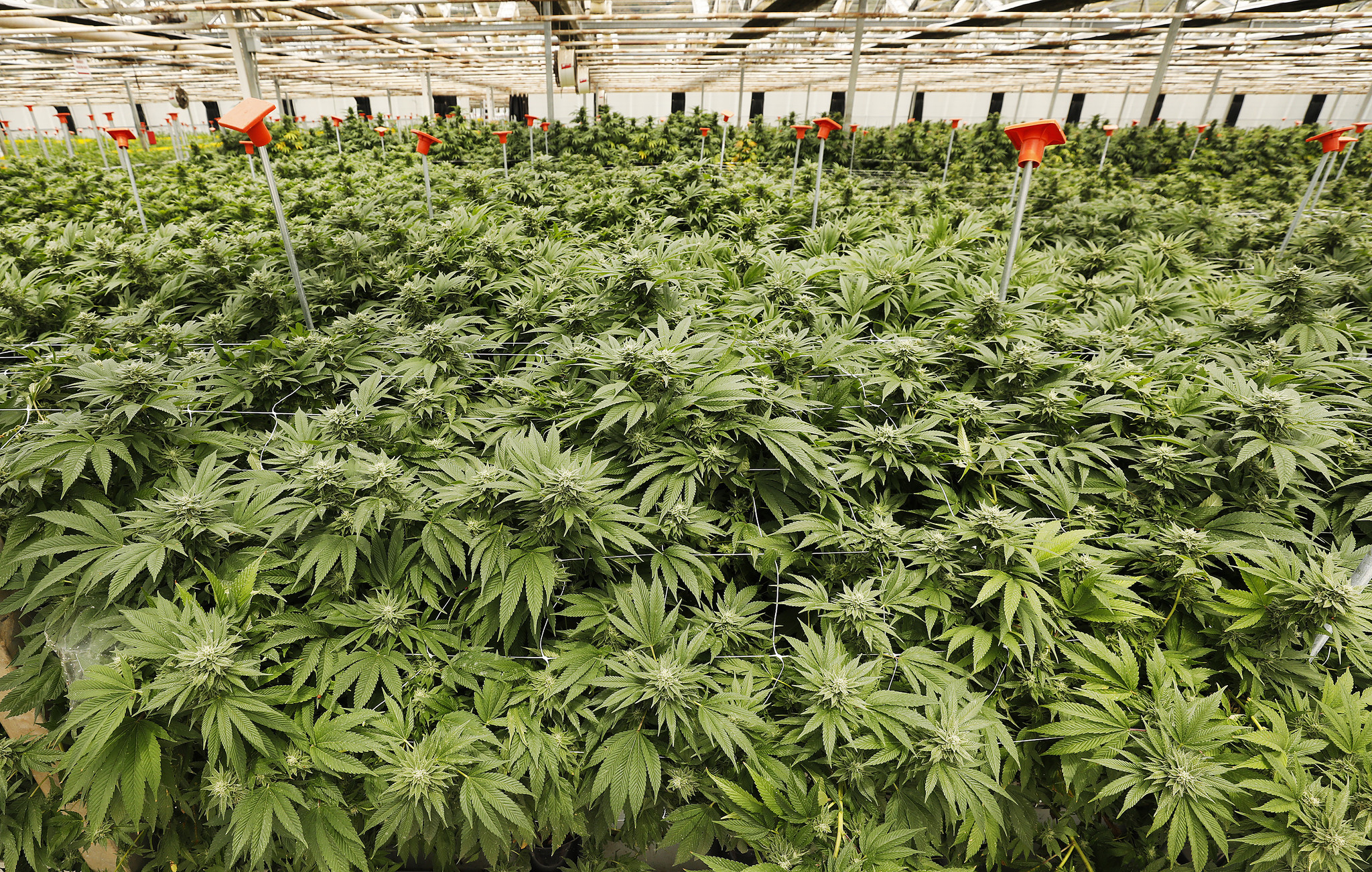 CARPINTERIA, CA - MAY 06, 2019 -Marijuana growing in a steel-frame greenhouse at Brand Farms in Carp