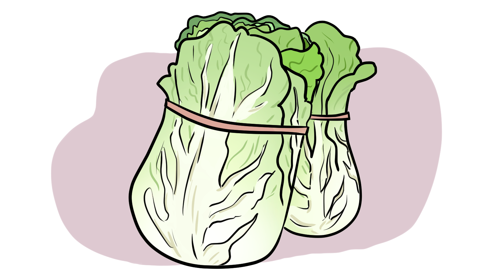 Nappa cabbage
